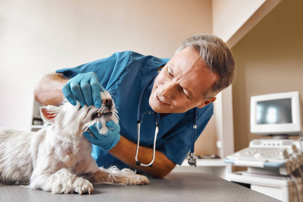 Best After-Hours Emergency Dentist in New Kingman Butler, AZ